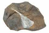 Fossil Ginkgo Leaf From North Dakota - Paleocene #247095-1